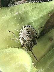 Carpocorini