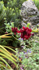 Potentilla thurberi