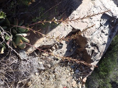 Adromischus sphenophyllus