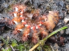 Acronicta