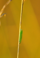 Tenthredopsis