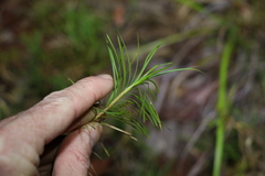 Lomandra obliqua