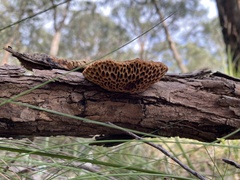 Hexagonia vesparia