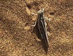 Acrididae