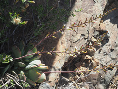 Adromischus sphenophyllus