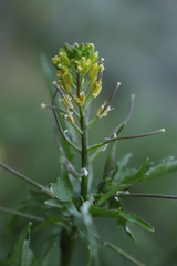 Sisymbrium erysimoides