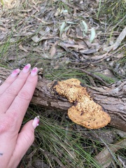 Hexagonia vesparia