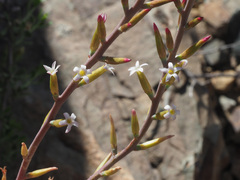 Adromischus sphenophyllus