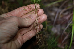 Lomandra obliqua