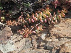 Crassula perforata