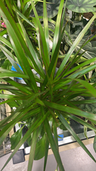 Dracaena reflexa angustifolia
