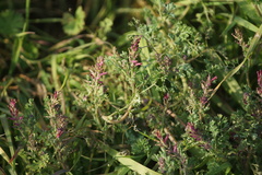 Fumaria