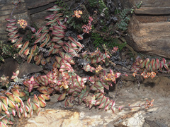 Crassula perforata