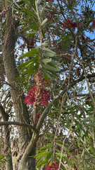 Melaleuca viminalis
