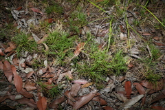 Lomandra obliqua