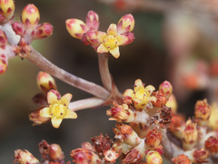 Crassula perforata