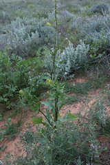 Sisymbrium erysimoides