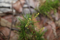Lomandra obliqua