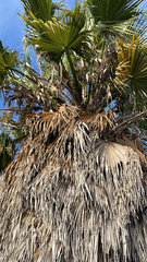 Washingtonia filifera