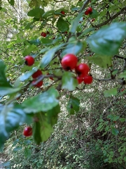 Crataegus laevigata