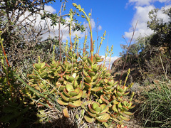 Crassula cultrata