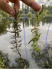 Ceratophyllum submersum