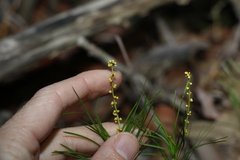 Lomandra obliqua