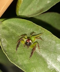 Mopsus mormon