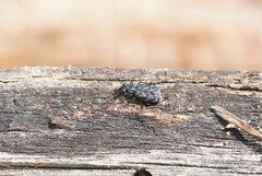 Scopodes tasmanicus