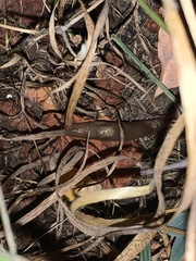 Ambigolimax valentianus