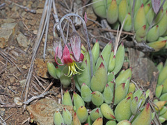 Cotyledon papillaris