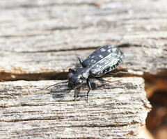 Scopodes tasmanicus
