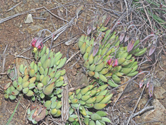 Cotyledon papillaris