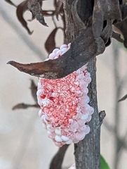 Pomacea canaliculata