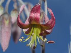 Cotyledon papillaris