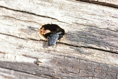 Scopodes tasmanicus