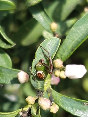 Australomisidia pilula