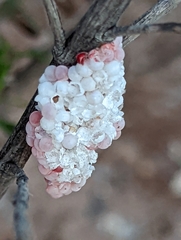 Pomacea canaliculata