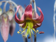 Cotyledon papillaris