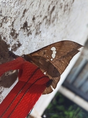 Copaxa multifenestrata