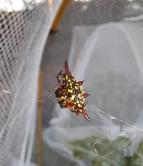 Gasteracantha fornicata
