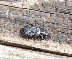 Scopodes tasmanicus