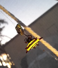 Gasteracantha fornicata