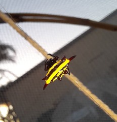 Gasteracantha fornicata