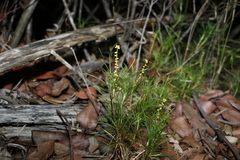 Lomandra obliqua