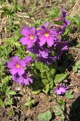 Primula algida