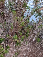 Pomacea canaliculata