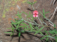Indigofera disticha