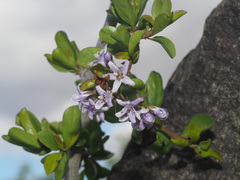 Ehretia rigida