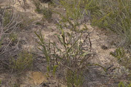 Leptosema tomentosum, 2022-07-15
